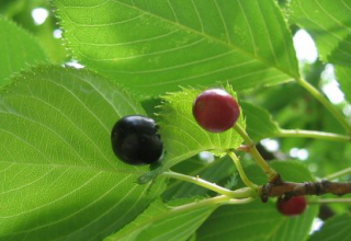 素材のこだわり